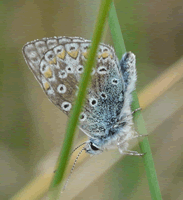 Common blue