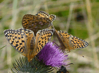 Dark green fritillary