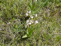 Helleborine