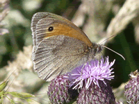 Meadow brown