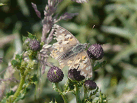 Painted lady