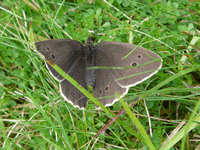 Ringlet