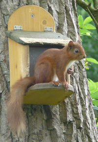 Red squirrel