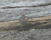 Whimbrel